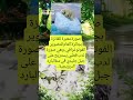 صورة معبرة للفائزة بجائزة العام للتصوير الفوتوغرافي وهي صورة لدب قطبي يستريح على جبل جليدي اكسبلور صورة معبرة للفائزة بجائزة العام للتصوير الفوتوغرافي وهي صورة لدب قطبي يستريح على جبل جليدي اكسبلور