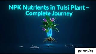 Plant Nutrient Journey | NPK Explained for Students