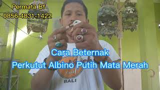 Cara Beternak Perkutut putih mata merah, Tulungagung hp 085648311422