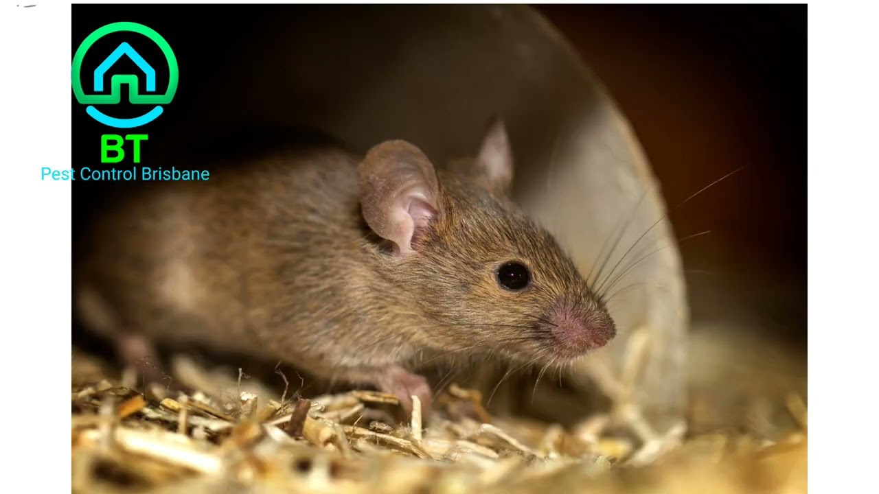 Brisbane Pest Control | Best Pest Control Brisbane 