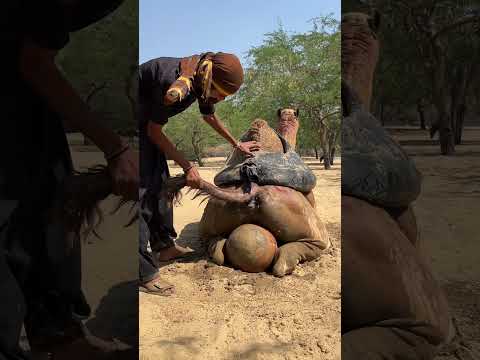 ي وض ع الإ ن اء الط ين ي خ ل ف ال ج م ل و ي س ال ال م اء ع ل ي ه