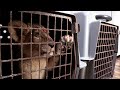 В Волгограде задержали мини-зоопарк с измученными животными
