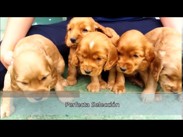 Venta De Cachorros Y Perros De Raza Cocker Spaniel Ingles Youtube