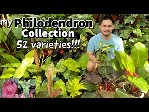 MY PHILODENDRON COLLECTION | DIFFERENT VARIETIES OF PHILODENDRONS | GARDEN TOUR | BECHOY VLOG