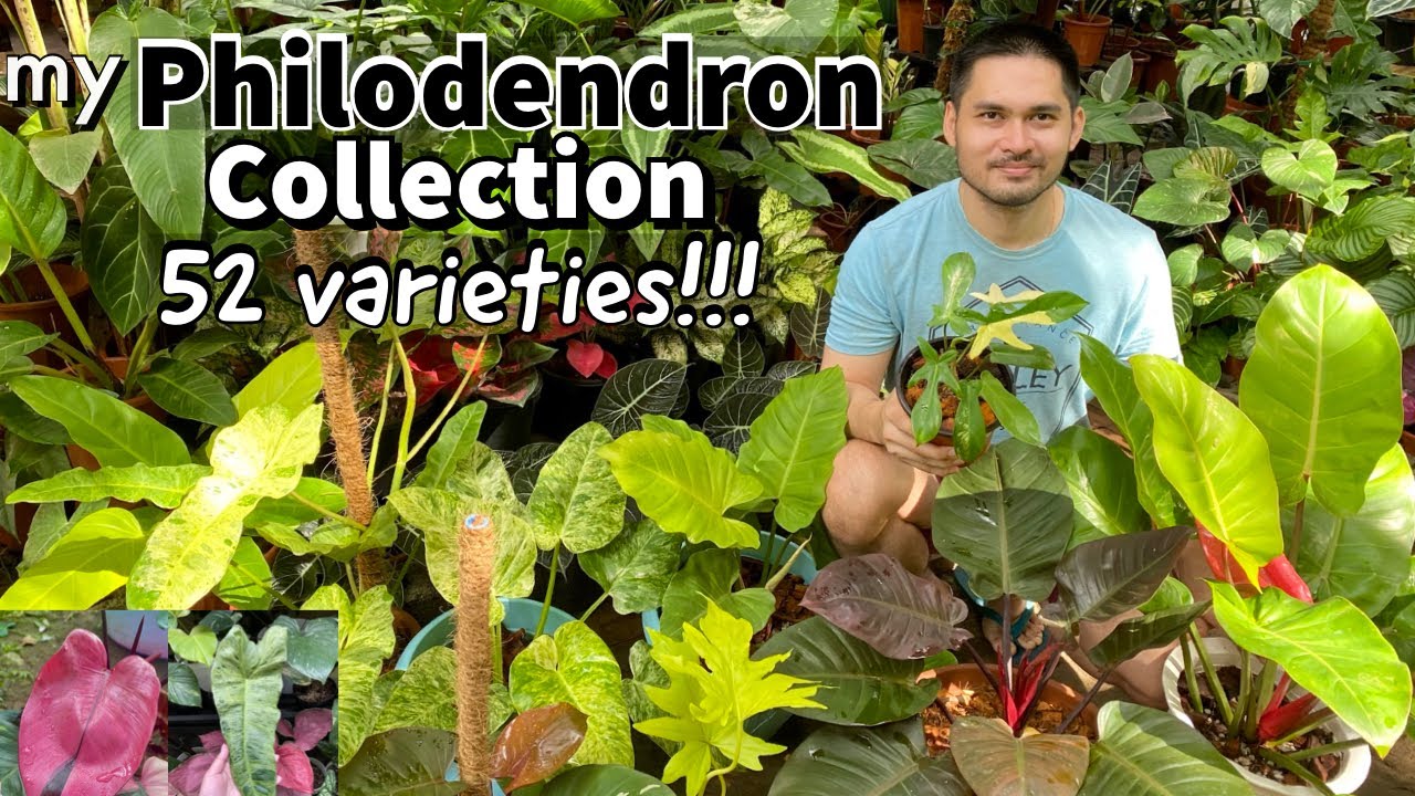 MY PHILODENDRON COLLECTION | DIFFERENT VARIETIES OF PHILODENDRONS | GARDEN TOUR | BECHOY VLOG