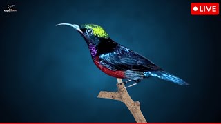 Beautiful Bird Sounds  Hummingbird  Breathtaking Nature  Stress Relief U0026 Healing Ambiance