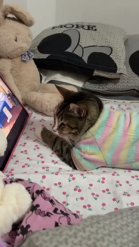 Top des vidéos très mignon ♥️ ❄️ ♥️ ❄️ ♥️