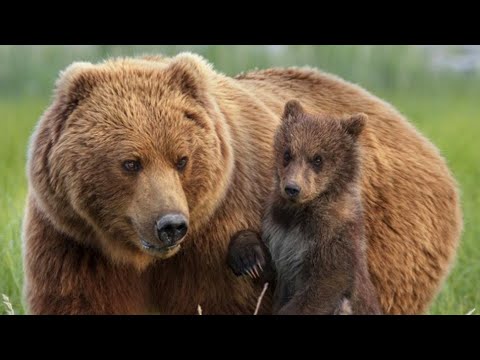 Grizzly Bears of Yellowstone - Documentary