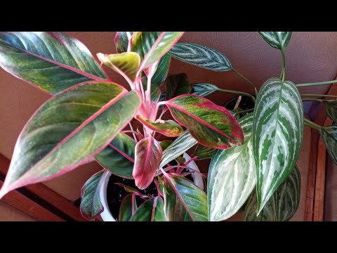 Video: Aglaonema Sa Srebrnim Mrljama