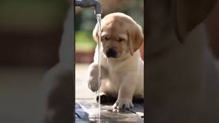 Awww First time 😜 #goldenretreivers #dog #puppy
