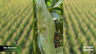 Disease Lesion Mimic Mutants in Corn