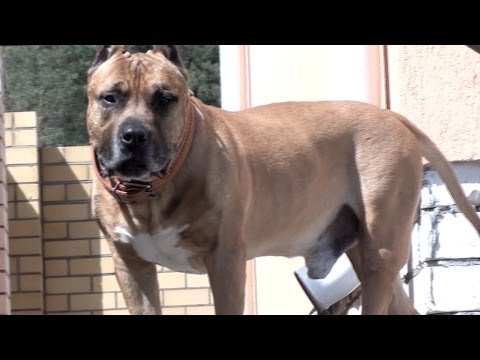 Видео: Что делать в парке собак
