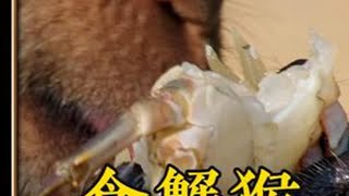 食蟹猴的海鲜大餐 #动物世界 #奇妙的动物