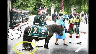 EL PONY ESCOCÉS QUE MORDIÓ AL PRINCIPE HARRY, SE COME LAS FLORES DE LA REINA ISABEL