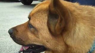 Hope At Cape Ann Animal Aid