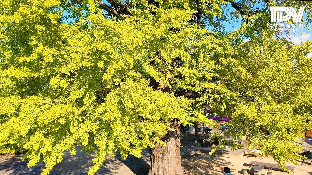 空からとくしま 地蔵寺大イチョウ 樹齢800年（徳島県板野町） - YouTube