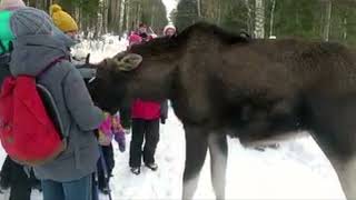 Moose Attacks Tourists at Russian National Park