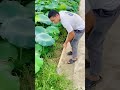 cool shovel for clearing weeds on the road #shorts