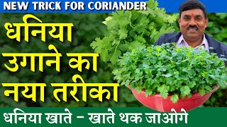 धनिया उगाने का नया तरीका  इस तरह से उगाएं || धनिया खातेखाते थक जाओगे || FebMarch Coriander