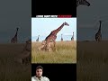 Lion Teamwork vs Hunting Alone#shorts#animals#lion#wildlife