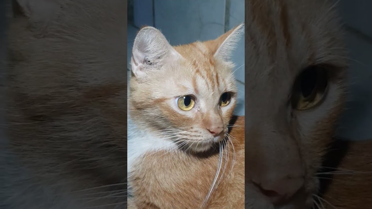 Morning bonding with LIONCATS family #therapycats 