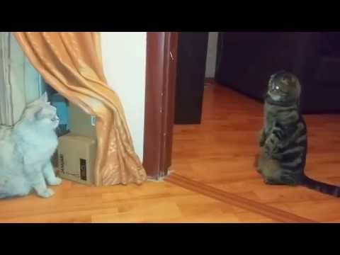 Знакомство Кота С Кошкой Знакомство кота с кошкой