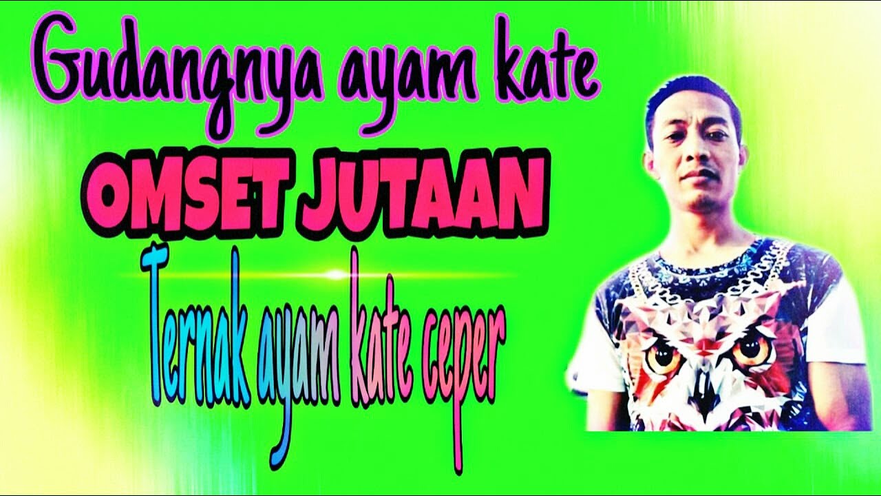 OMSET JUTAAN TERNAK AYAM KATE CEPER (BUDIDAYA AYAM KATE) 