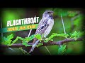 Burung Blackthroat - Asal, Ciri dan Habitatnya di Alam !