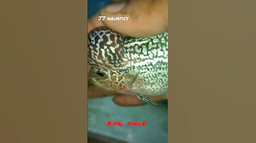 Kml 