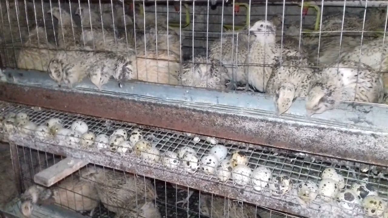 Выгодно или нет? Какую прибыль даёт перепёлка?Себестоимость пищевого ...