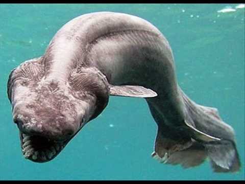 Fish From Hell! The Worlds Strangest and Bizarre Sea Creatures!