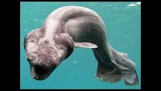 Fish From Hell! The Worlds Strangest and Bizarre Sea Creatures!