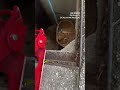 Florida firefighters rescue 'feisty' kitten from storm drain