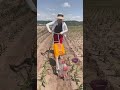 Man Using a Custom Wheelbarrow Shovel in a Farm Field