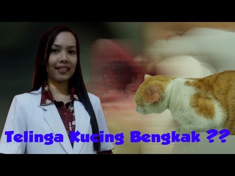 Video: Kanser Telinga (Adenokarsinoma) Pada Kucing