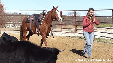Smart Like Pepto Rio - working cows bridleless! - ValleyViewRanch.net