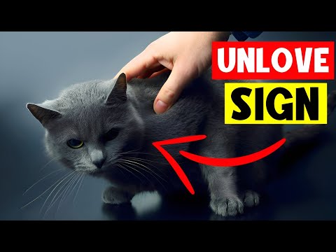 7 Signs Your CAT DOESN'T LOVE You (Even If You Think They Do) 🔥