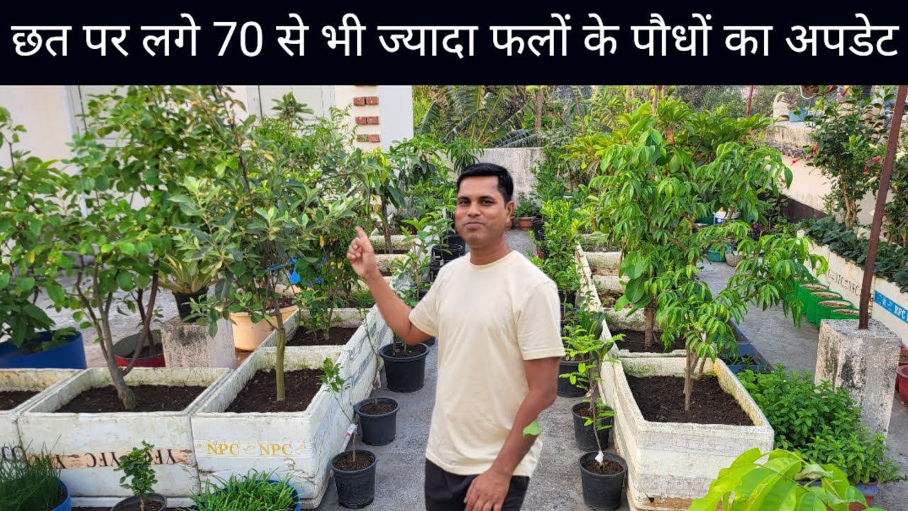 Terrace Fruit Garden Update Hamari Bagiya || Best Grafted Fruit Plants For Terrace Garden
