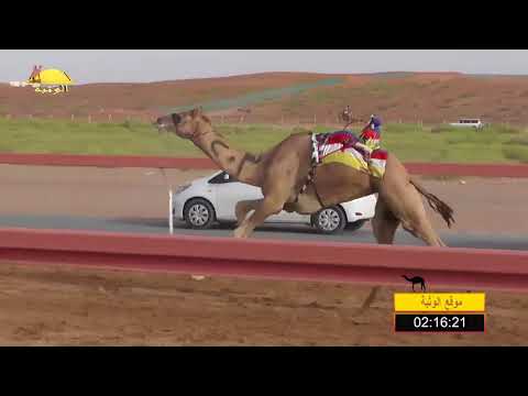 الشوط 16 مرضي ل حميد بن مطوع الظاهري شارة الصندوق الخميس 2018 8 29 بوسمرة فطامين