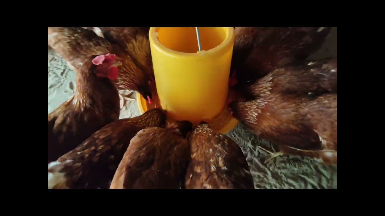 ကြက်စာကျွေး ကြက်ဥကောက် | ဥစားကြက်မွေးမြူရေး | Farming