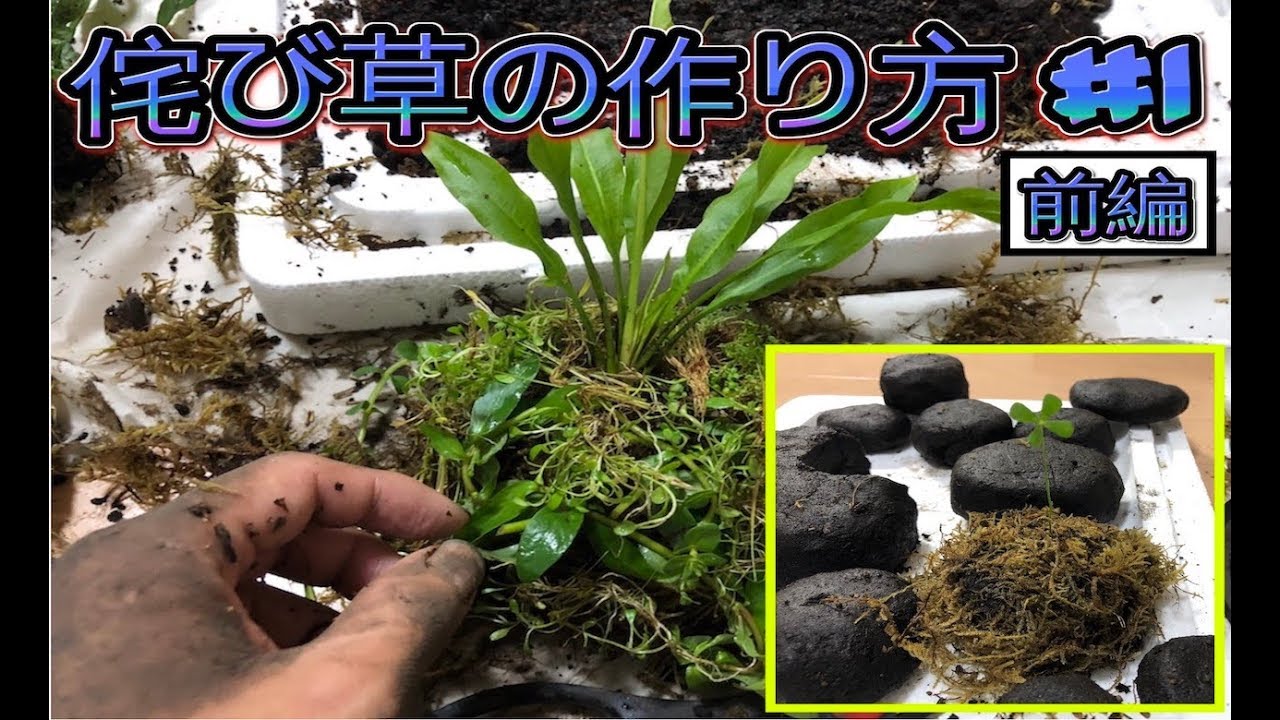 侘び草 苔玉の作り方 注意点多数 浦安に住む俺ブログ 侘び草 苔玉の作り方 注意点多数 浦安に住む俺ブログ