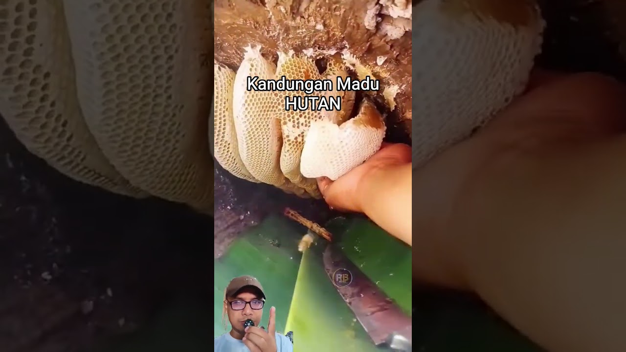 Kandungan Nutrisi Madu Hutan lebih tinggi di banding Madu Ternak 