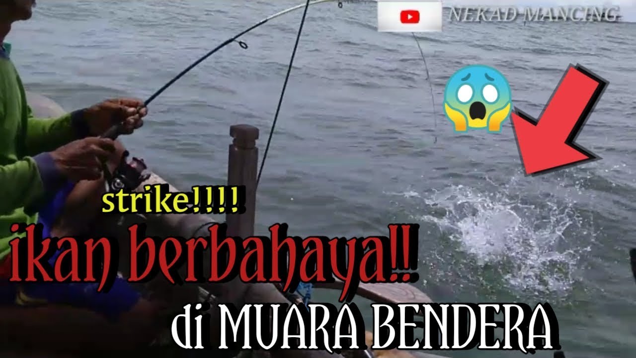 IKAN DI MUARA BENDERA INI SANGAT BERBAHAYA TARIKAN NYA PUN SANGAT KUAT BAGAIKAN GT(Giant Trevaly)