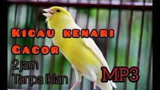 Kenari Gacor 2 jam tanpa iklan MP3