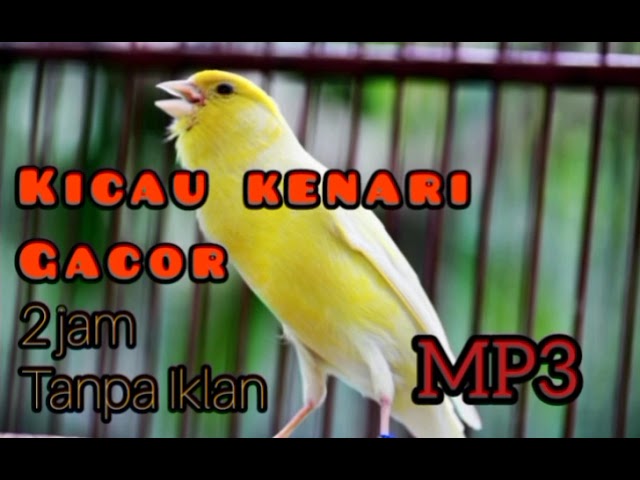 Kenari Gacor 2 jam tanpa iklan MP3 class=