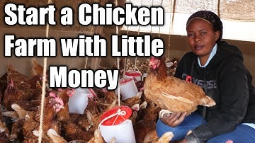 Start a Chicken Farm with Little Money