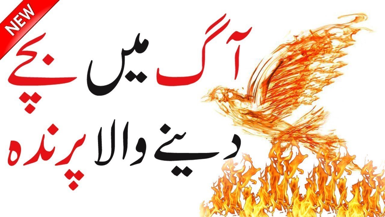 Amazing Facts & Information About A Rare Bird | Facts About A Fire Bird | Bird Facts And Information