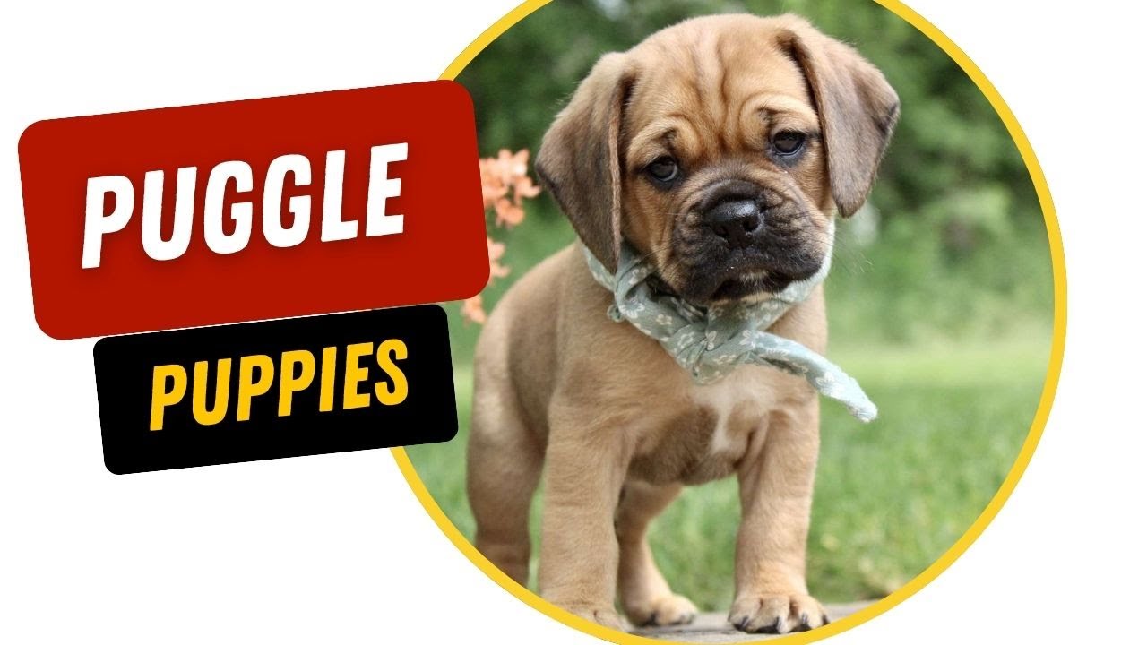 Puggle Puppies: Everything You Need to Know!
