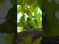 Rose-ringed parakeet