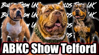 ABKC Telford UK American Bully Dog Show